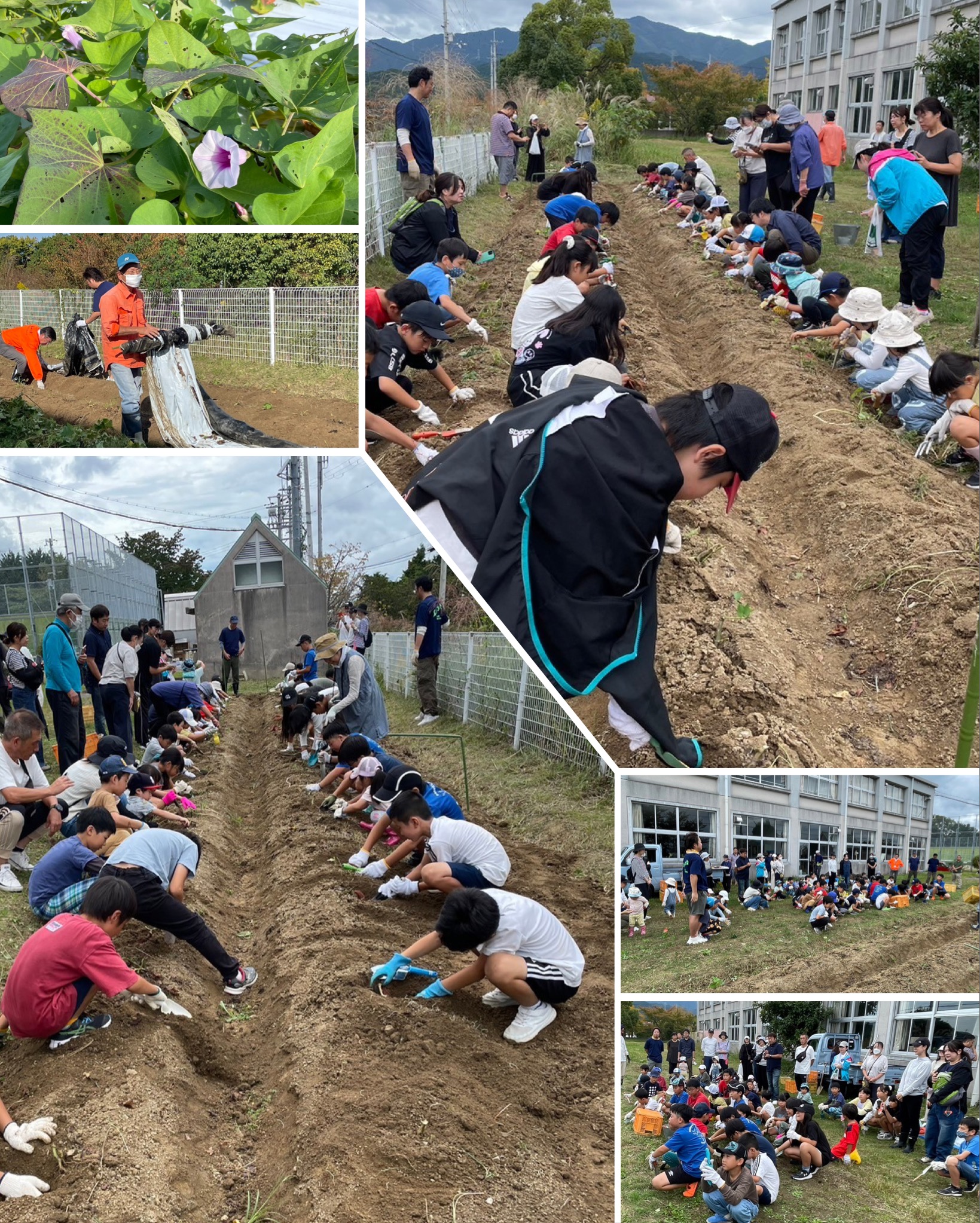 美加の台のサツマイモ掘り1