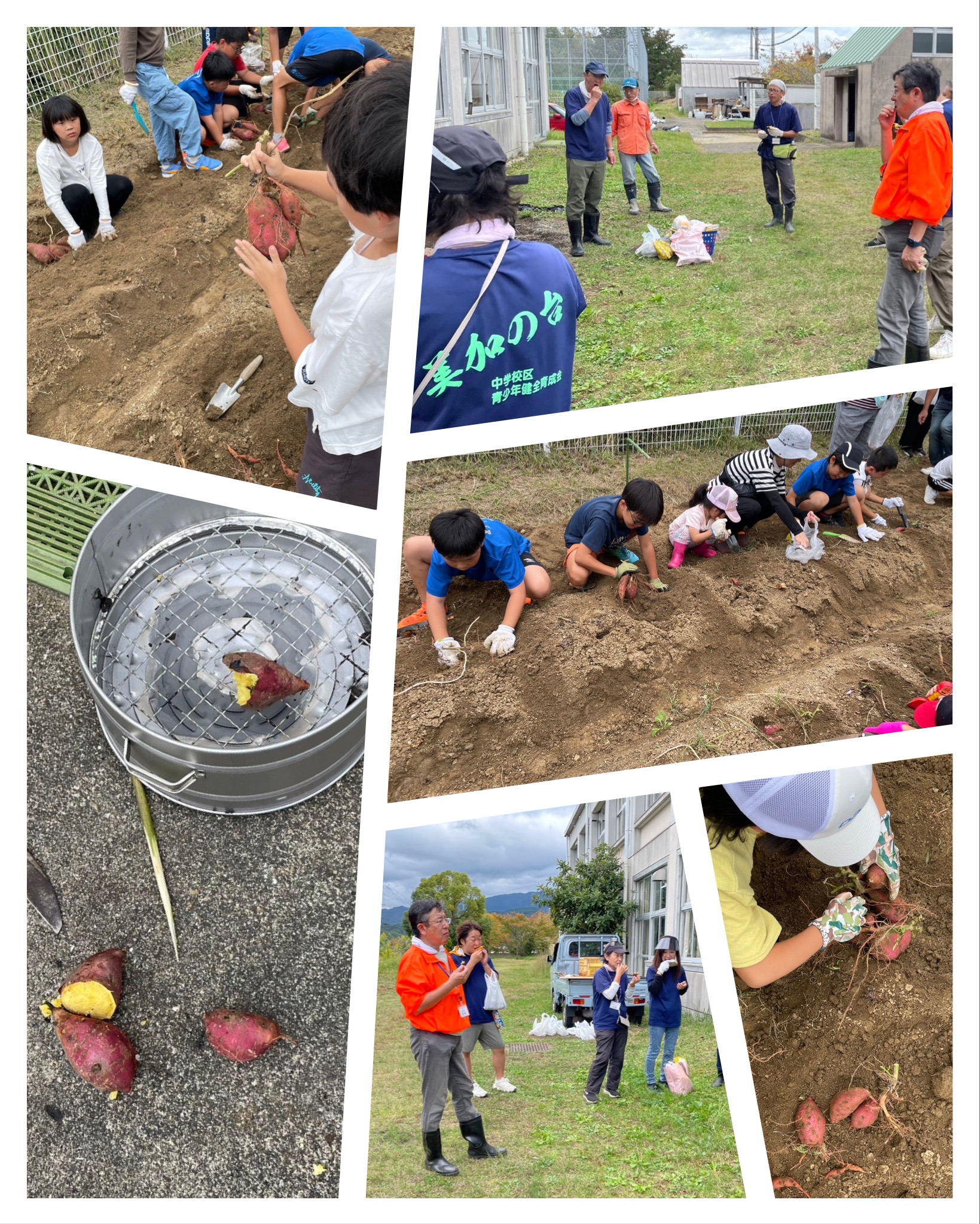 美加の台のサツマイモ掘り2